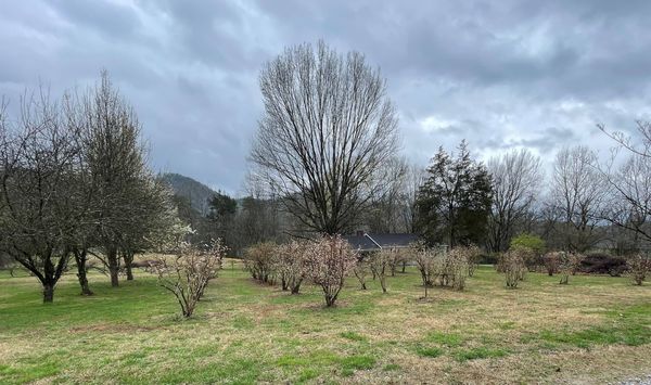 Rows of fruit trees and bushes on the lawn in early spring, with mountains beyond