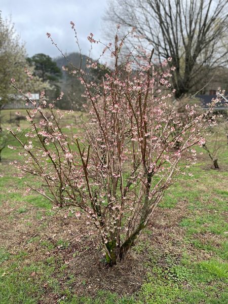 Blueberry bush covered in spring buds