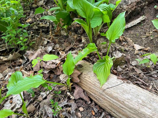 Hostas coming up among fallen leaves beside a log in the woods