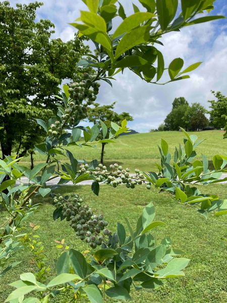 Blueberry bushes with clusters of green berries, with the lawn beyond