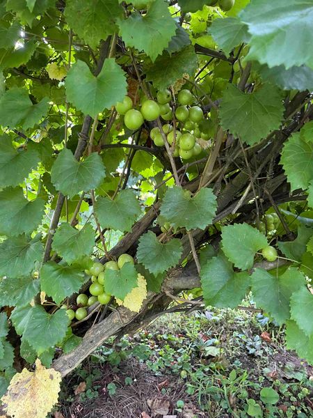 Green muscadine grapes on the vine among broad leaves