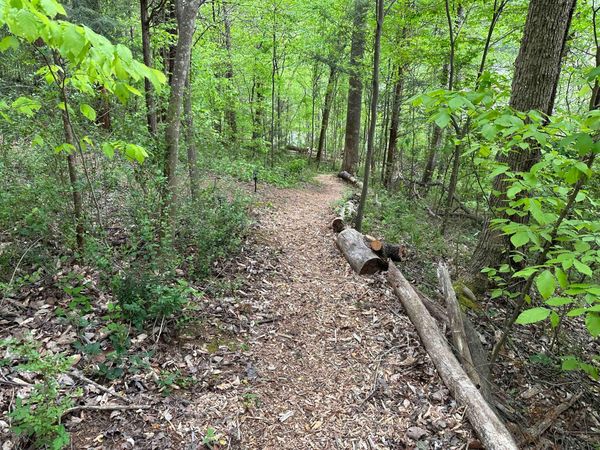 Wood-chip path winding through green woods, lined with logs