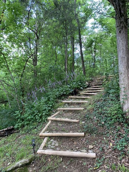 Log steps climbing a wooded slope lined with hostas and ivy