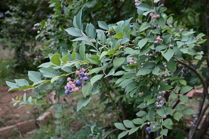 Rabbiteye blueberries on the bush