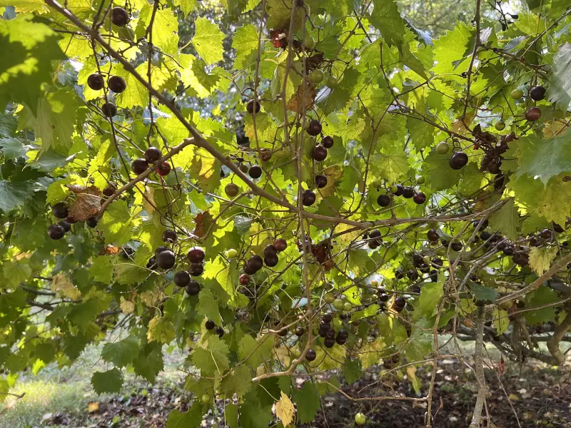 Muscadine bushes with berries on the vine