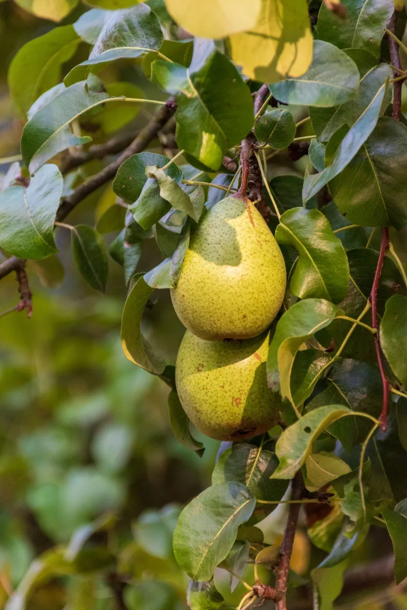 Bartlett pears still on the tree